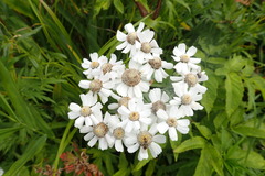 Achillea ptarmica macrocephala