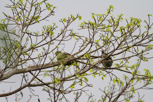 Sumba Green Pigeon (Treron teysmannii), photo 6
