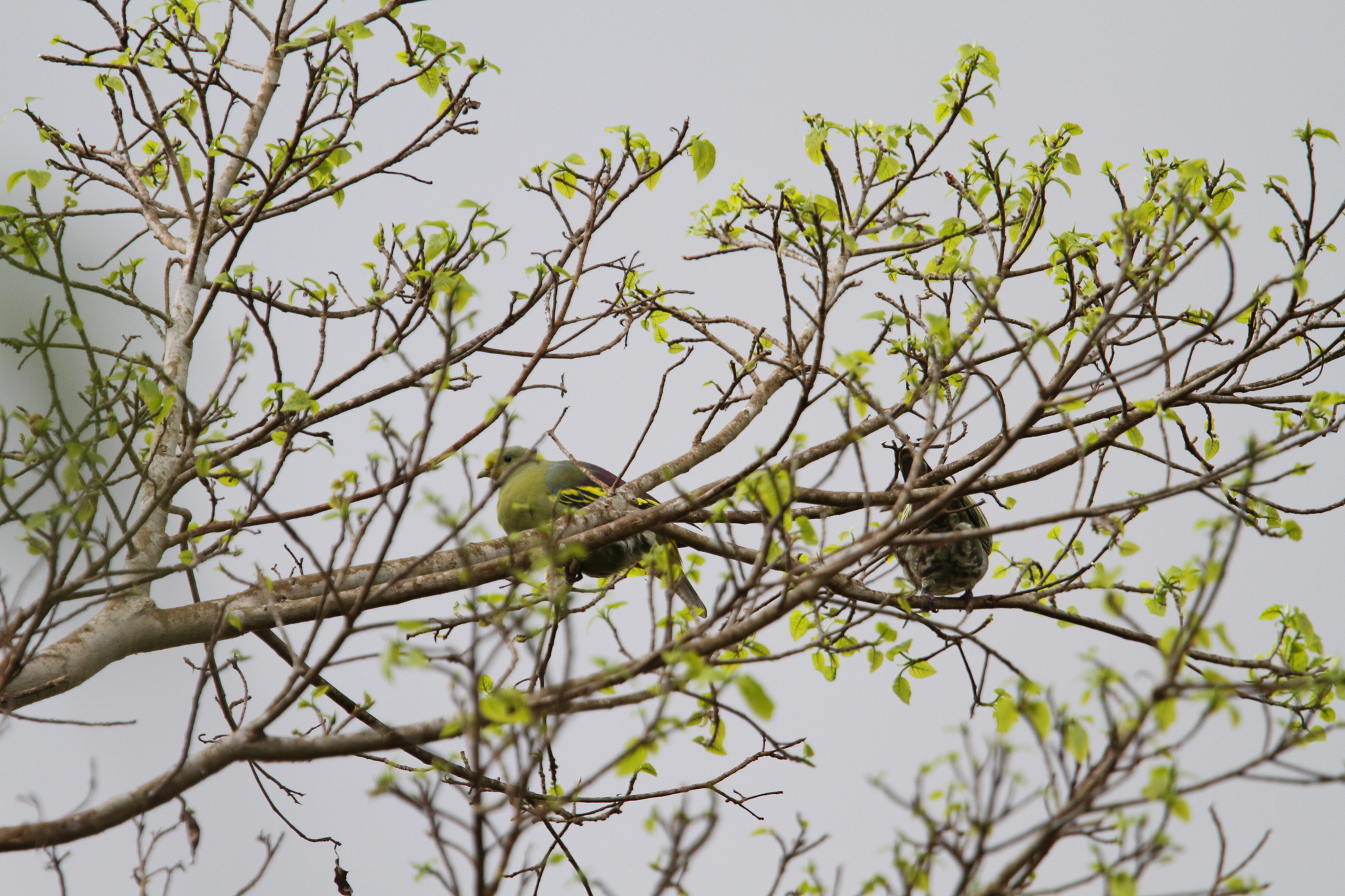 Sumba Green Pigeon (Treron teysmannii), photo 4
