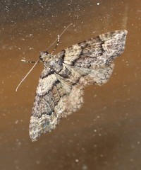 Eucymatoge peplodes