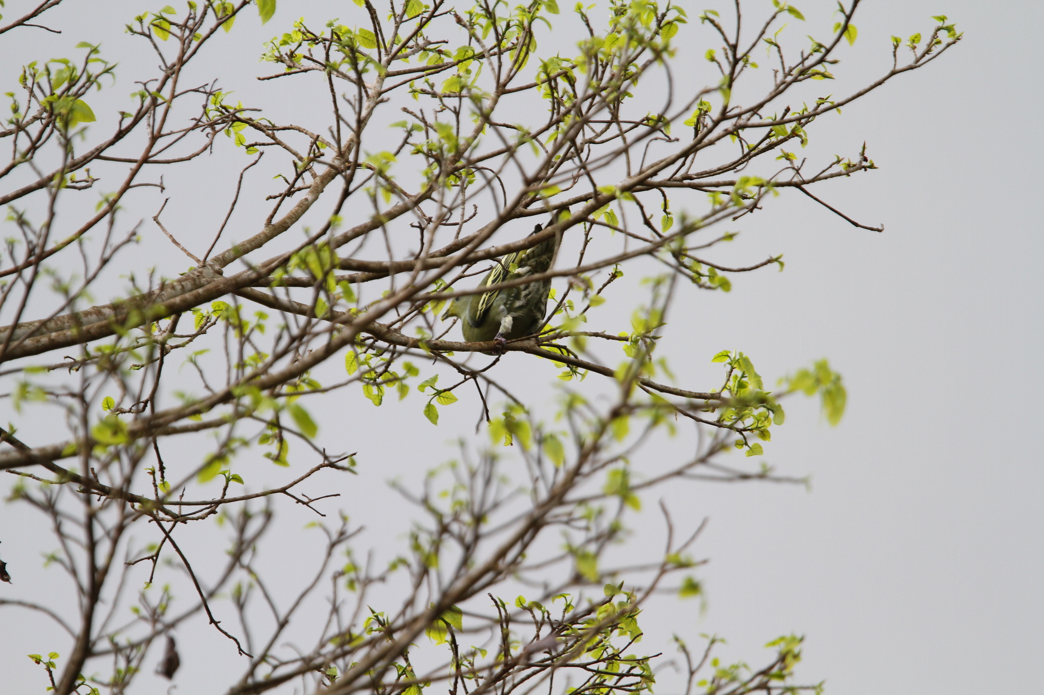 Sumba Green Pigeon (Treron teysmannii), photo 5
