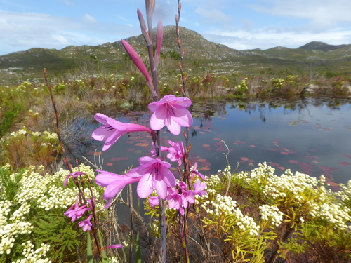 Watsonia borbonica