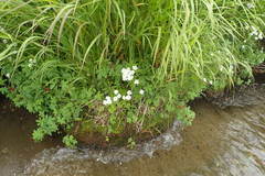 Achillea ptarmica macrocephala