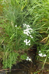 Achillea ptarmica macrocephala