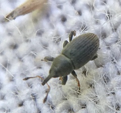 Tychius picirostris