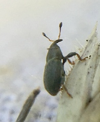 Tychius picirostris