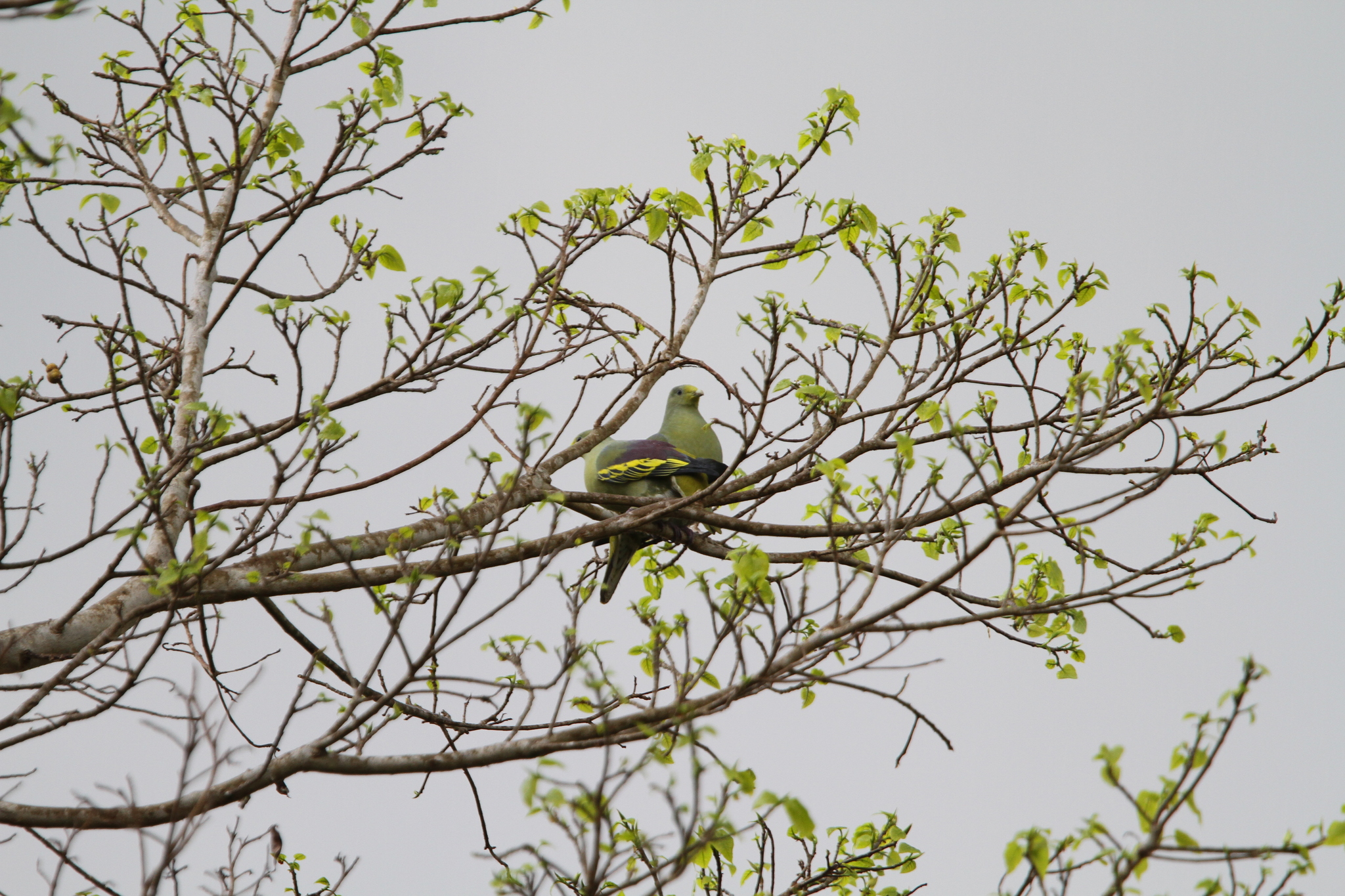 Sumba Green Pigeon (Treron teysmannii), photo 6