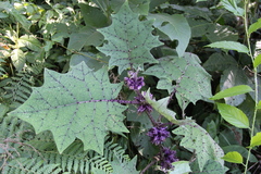 Solanum quitoense