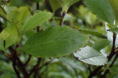 Ascarina lucida lucida