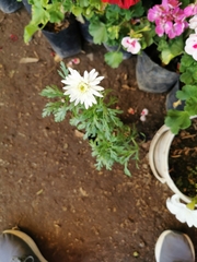 Anthemideae