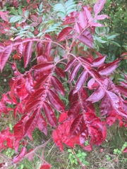 Rhus copallinum