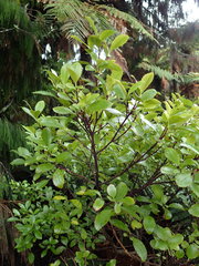 Ascarina lucida lucida