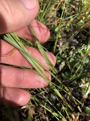 Scleria reticularis