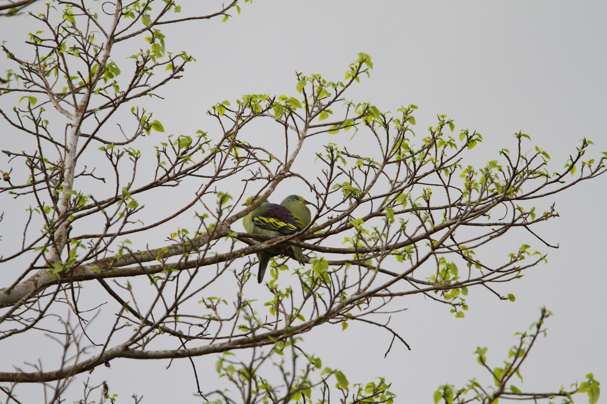 Sumba Green Pigeon (Treron teysmannii), photo 7