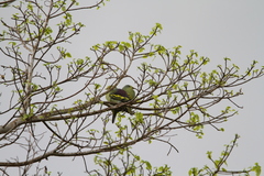 Treron teysmannii