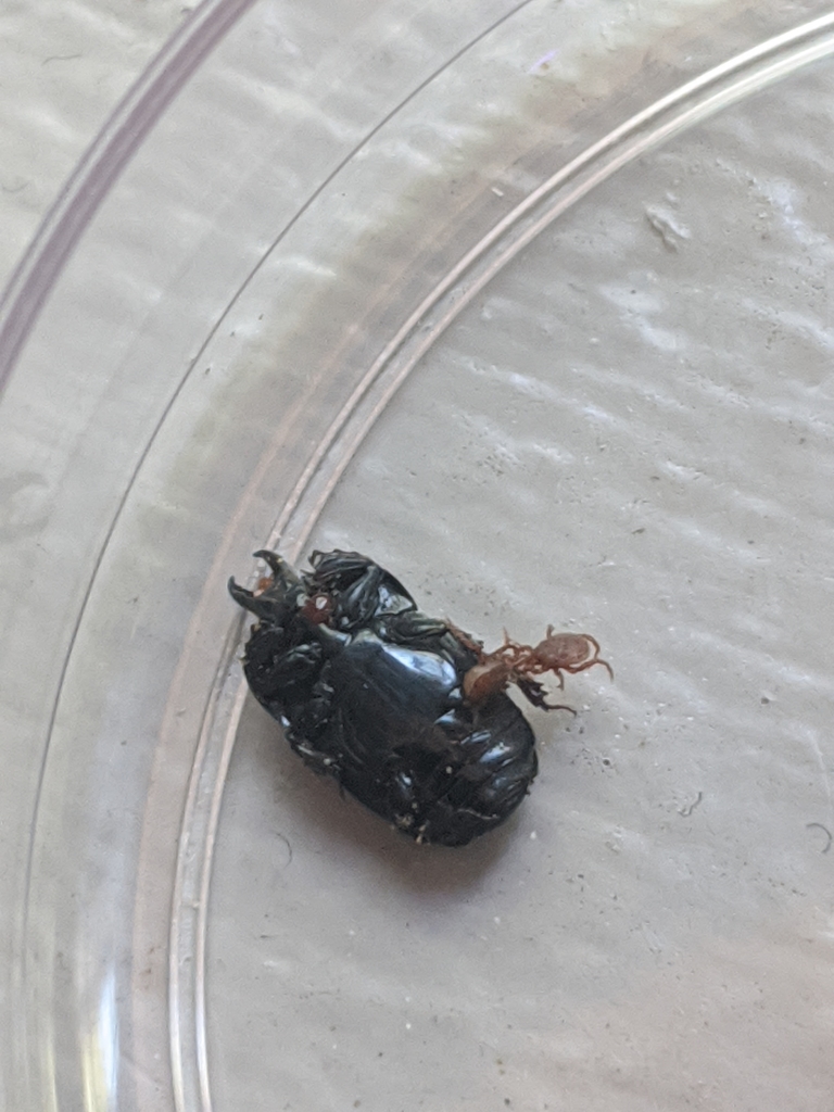 Hololepta lucida