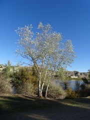 Populus alba