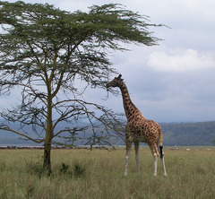 Giraffa camelopardalis rothschildi