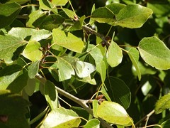 Pieris rapae