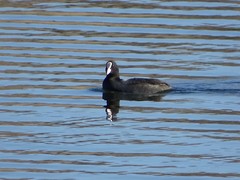 Fulica atra