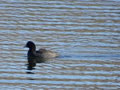 Fulica atra