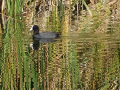 Fulica atra