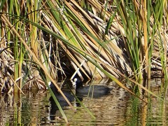 Fulica atra