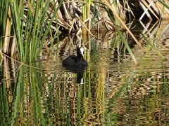 Fulica atra