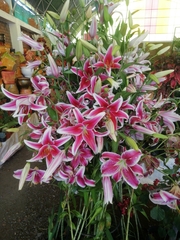 Liliopsida