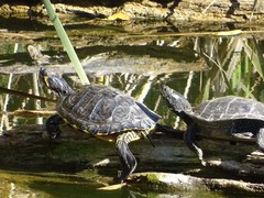 Trachemys scripta