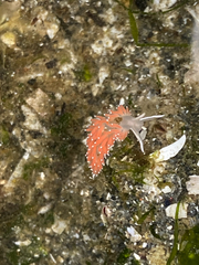 Coryphella pseudoverrucosa image