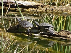 Trachemys scripta