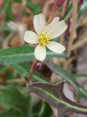 Lactuca saligna