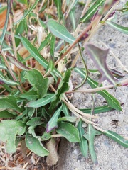 Lactuca saligna