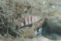 Serranus hepatus