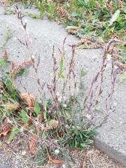 Lactuca saligna