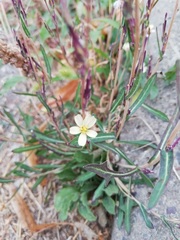 Lactuca saligna