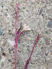 Lactuca saligna