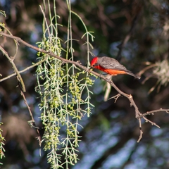 Pyrocephalus rubinus mexicanus