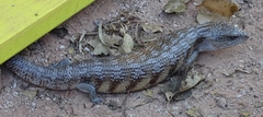Tiliqua scincoides intermedia