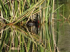 Gallinula chloropus