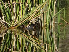 Gallinula chloropus
