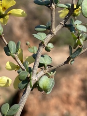 Roepera lichtensteiniana