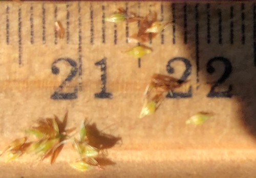Rhynchospora microcephala image