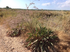 Limonium narbonense