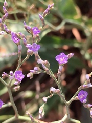 Limonium narbonense