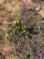 Roepera lichtensteiniana