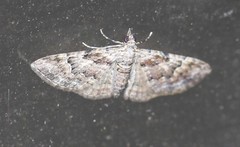 Mnesiloba eupitheciata