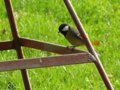 Parus major