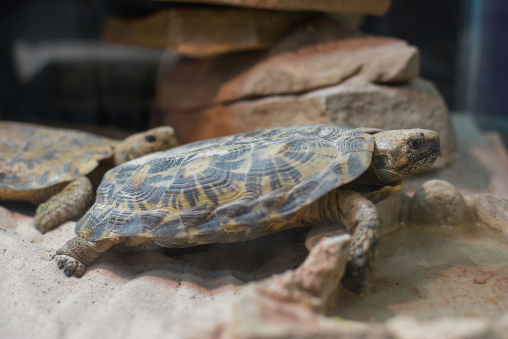 Tortue pancake (Malacochersus tornieri)